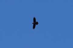 Pair Raven