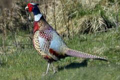 Pheasant