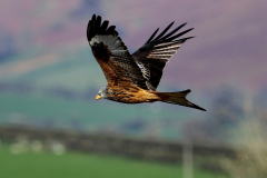 Red Kite