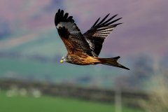 Red Kite