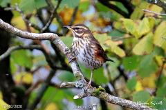 Redwing