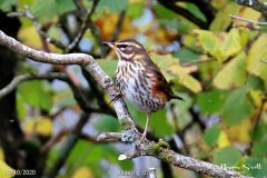 Redwing