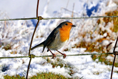 Robin on the Common