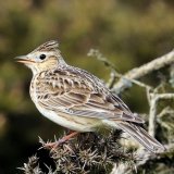 Skylark resize