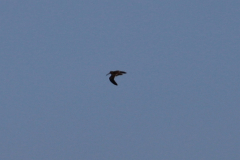 Snipe