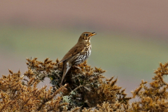 Song Thrush