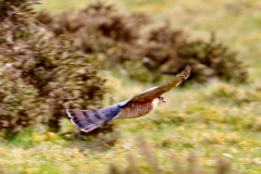 Sparrowhawk