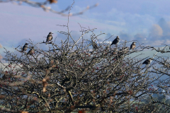 Starling Flock