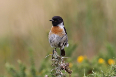 Stonechat Male
