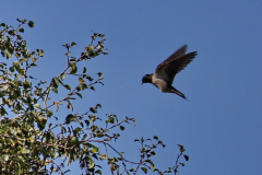 Swallows