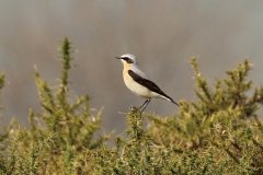 Wheatear