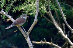 Whitethroat