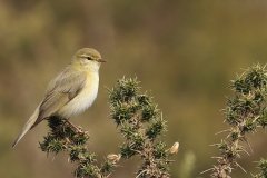 Willow Warbler