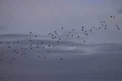Woodpigeon