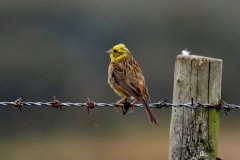Yellowhammer