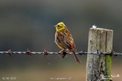 Yellowhammer