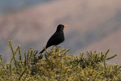 Blackbird Male
