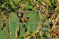 Redstart Male