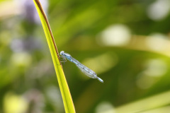 Azure Damselfly Coenagrion puella