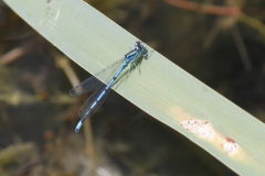 Azure Damselfly Coenagrion puella