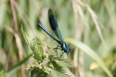Banded Demoiselle male Calopteryx splendens