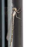 Common Blue Damselfly Enallagma cyathigerum (Female)
