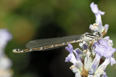 Common Blue Damselfly Enallagma cyathigerum (Female)