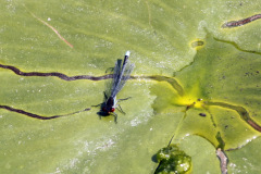 Red eyed Damselfly Erythromma najas