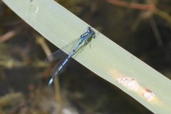 Azure Damselfly Coenagrion puella