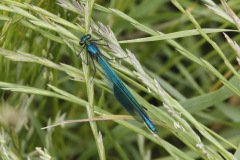 Banded Demoiselle Calopteryx splendens Male