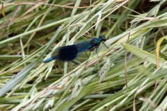 Banded Demoiselle Calopteryx splendens Male