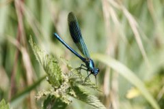 Banded Demoiselle male Calopteryx splendens