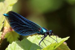 Beautiful Demoiselle Damselfly