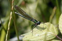 Beautiful Demoiselle Damselfly Calopteryx virgo