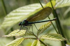 Beautiful Demoiselle Damselfly Calopteryx virgo