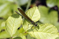 Beautiful Demoiselle Damselfly Calopteryx virgo