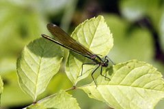 Beautiful Demoiselle Damselfly Calopteryx virgo