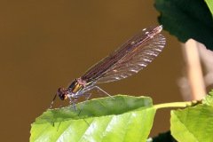 Beautiful Demoiselle Damselfly Female