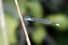 Blue Tailed Damselfly