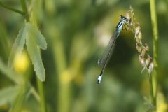 Blue tailed Damselfly