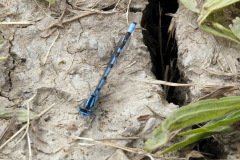 Common Blue Damselfly ()