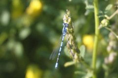 Common Blue Damselfly