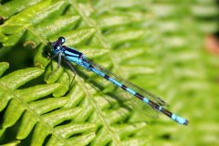 Common Blue Damselfly