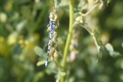 Common Blue Damselfly