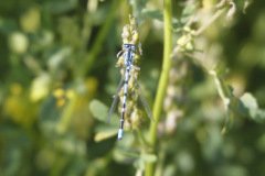 Common Blue Damselfly