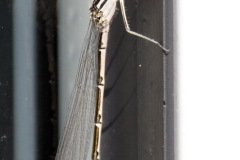 Common Blue Damselfly Enallagma cyathigerum (Female)