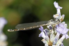 Common Blue Damselfly Enallagma cyathigerum (Female)