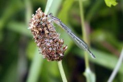 Common Blue Damselfly Female