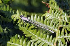 Common Blue Damselfly (Female)
