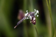 Common Blue Female
